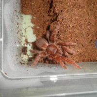 Citharischius Crawshayii