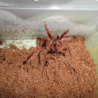 Citharischius Crawshayii