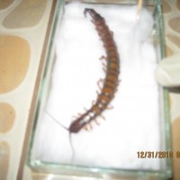 Centipede Needing To Be Id'd...