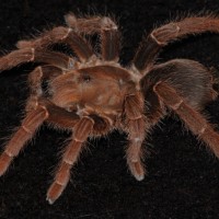 Citharischius crawshayi