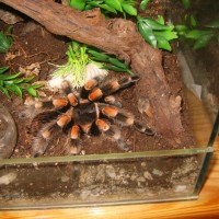 0.1.0. Brachypelma Smithi