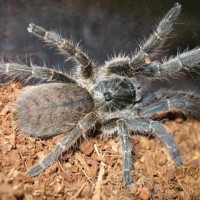 Ceratogyrus Marshalli Male Or Female?