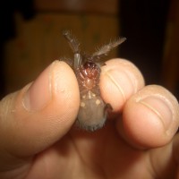 Brachypelma Auratum Female Or Male ? Help Me Please