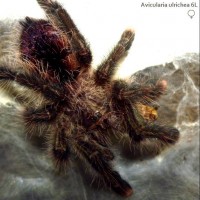 Avicularia Ulrichea