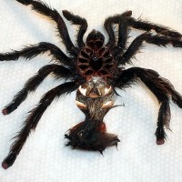 Avicularia Avicularia - F?