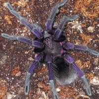 Pamphobeteus Nigricolor Mature Male