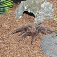 Brazilian Black Spiderling (grammostola Pulchra)