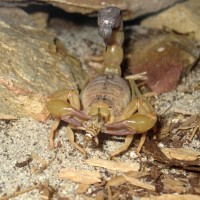 A. Australis Tunisia Adult Female Eating #2