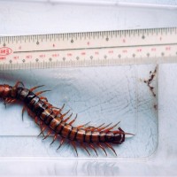 Unkown Centipede