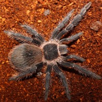 Lasiodora Parahybana L10