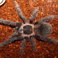 Lasiodora Parahybana L10