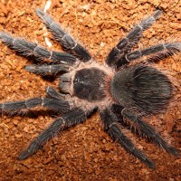 Lasiodora Parahybana L10