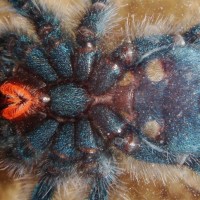 A. Versicolor Juv #2