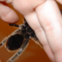 M Or F? Gammostola Rosea