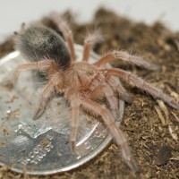 Grammostola Rosea