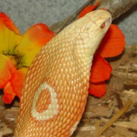 Albino Cobra