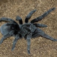 Grammostola Pulchra