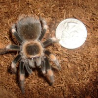 More Pics Of My Smithi