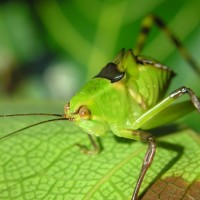 Florida Katydid