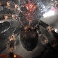 B. Smithi