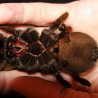 Lasiodora Parahybana "Jukka" underside