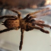 help id my poecilotheria