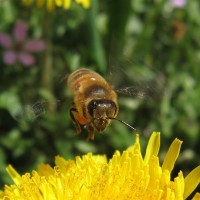 Apis Mellifera European Honey Bee
