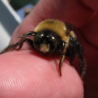 Xylocopa Virginica Eastern Carpenter Bee Male