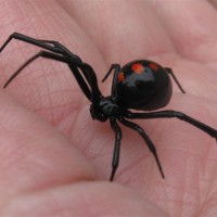 Latrodectus Variolus Northern Black Widow Female "Lefty"