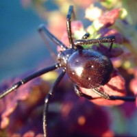 Latrodectus Hesperus Western Black Widow Female "Big-Ass"