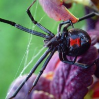 Latrodectus Hesperus Western Black Widow Female "Big-Ass"