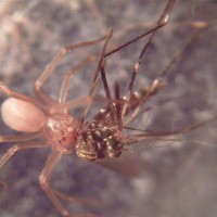 Loxosceles Reclusa Brown Recluse Spiderling