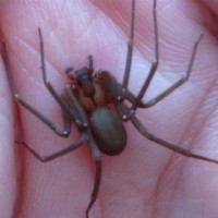 Loxosceles Reclusa Brown Recluse Female