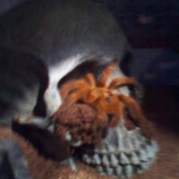 Obt And Mustard Baboon