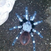 Red N White Striped Birdeater