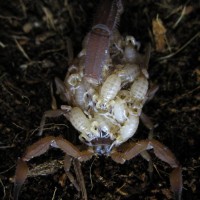 Babycurus Jacksoni Female W/brood #5