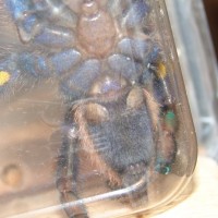 Poecilotheria Metallica M Or F #1