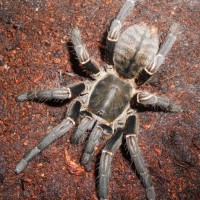 Haplopelma Vonwirthi