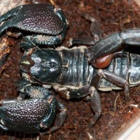 Heterometrus Swammerdami Adult Male