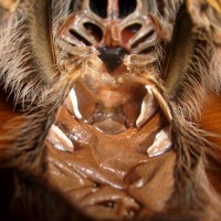 Grammostola Pulchripes Molt