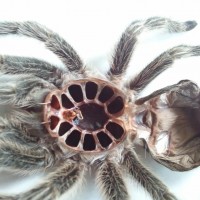 Grammastola Rosea Molt