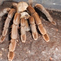 Haplopelma Hainanum