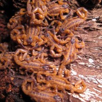 Babycurus Jacksoni Brood 21 days old