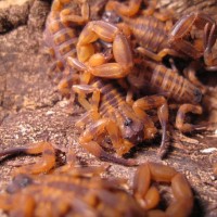 Babycurus Jacksoni Brood 21 Days Old