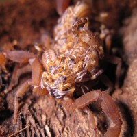 Babycurus Jacksoni Female & 7-day Old Brood