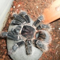 Lasiodora Parahybana