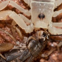 Kiss Of Death! Smeringurus Mesaensis