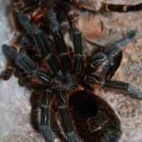 My Paraphysa Scrofa :)