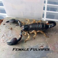 Female Heterometrus Fulvipes