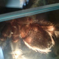 B. Smithi   Male/female ?